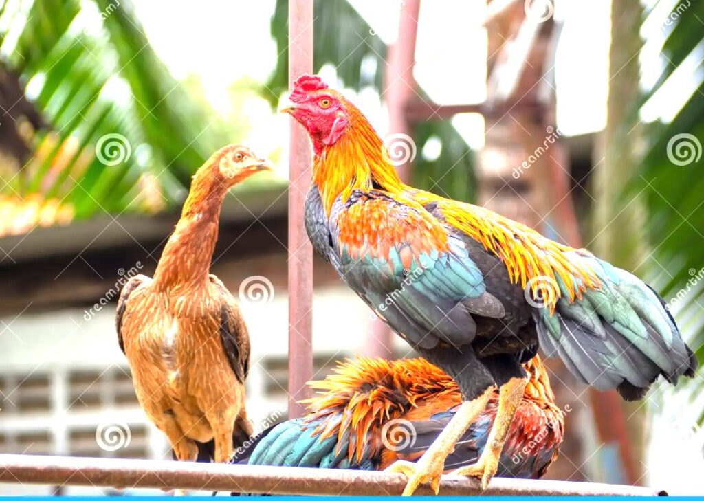 Tại Sao Việc Chuẩn Bị Trước Trận Đấu Lại Quan Trọng?