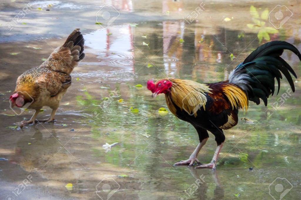 Kiến Thức Nền Tảng: Chọn "Chiến Kê" Đúng Chuẩn Trước Khi Nuôi Thúc