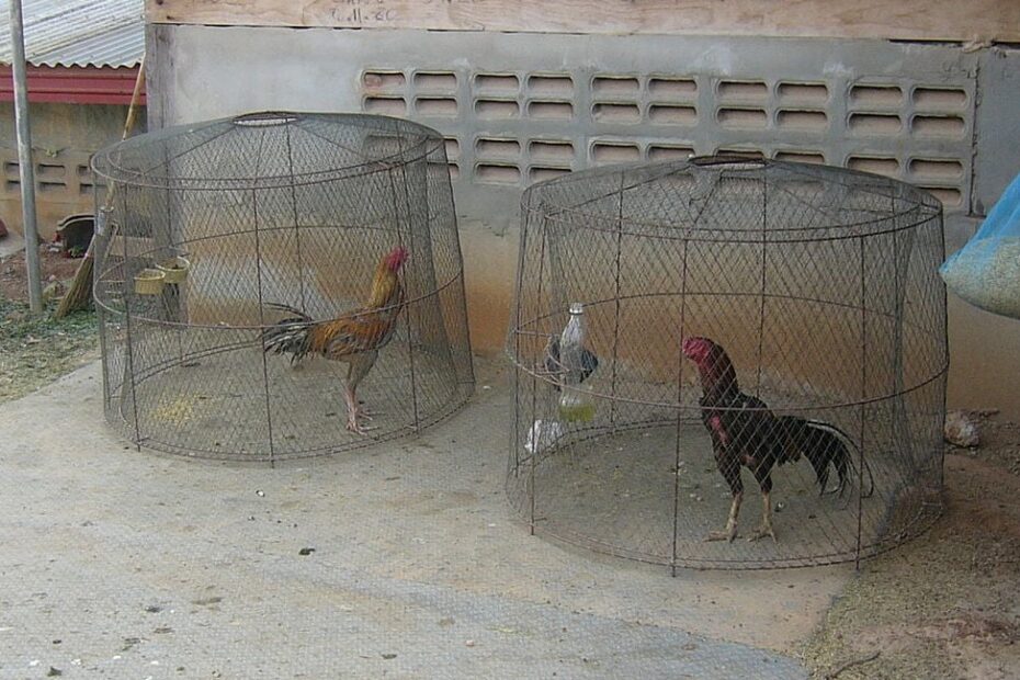 Cách Nuôi Gà Chọi Chuẩn Bị Đá - Quy Trình 3 Bước Từ A-Z