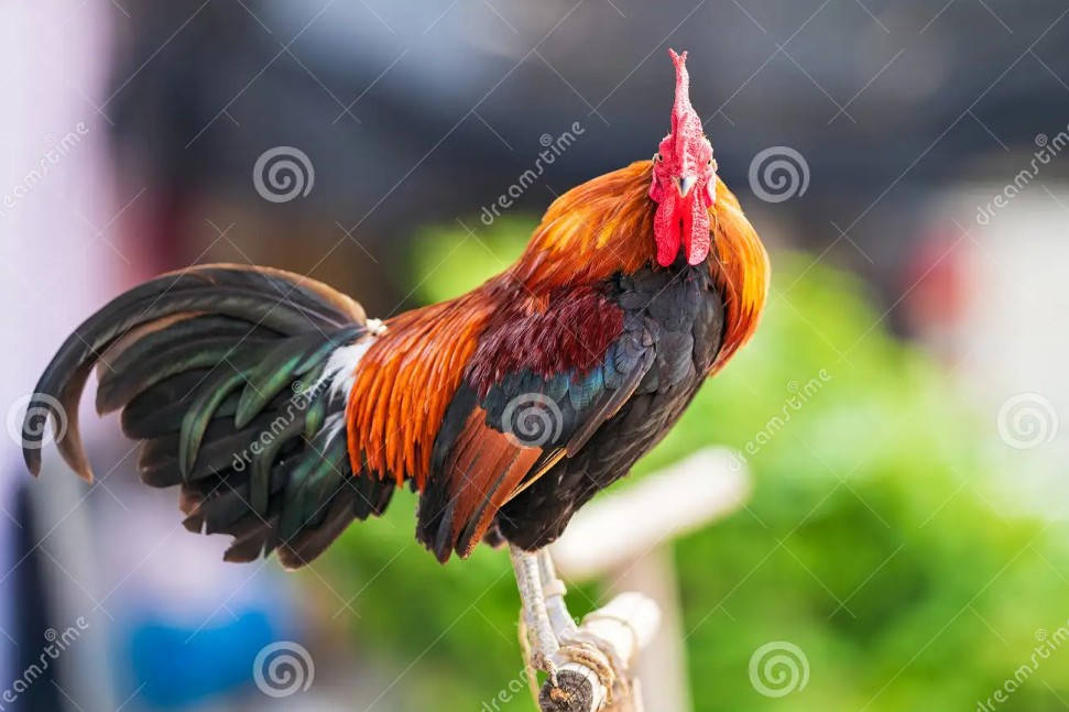 Tại Sao Giai Đoạn 1 Tháng Tuổi Lại Quan Trọng?