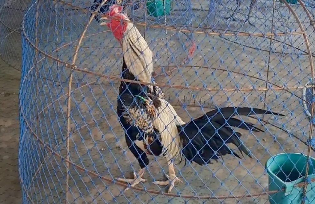 Cách Nuôi Gà Con 1 Tháng Tuổi - Hướng Dẫn Chi Tiết Từ A-Z