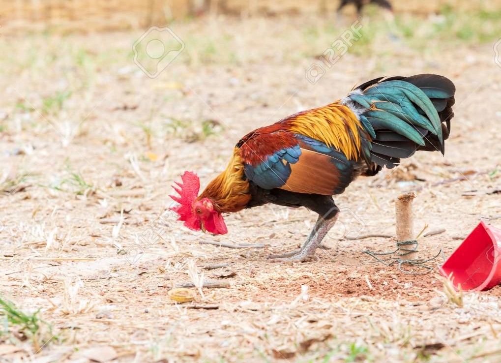 Giải Quyết Vấn Đề Nâng Cao & Lời Khuyên Chuyên Gia