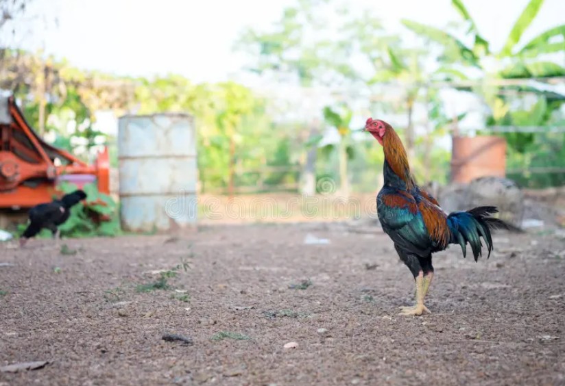 Kỹ Thuật Om Bóp & Vào Nghệ: Bí Kíp Của Sư Kê