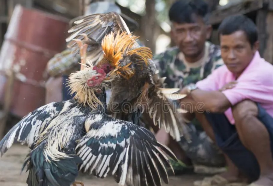Tại Sao Việc Giữ Gà Chọi Sung Mãn Lại Quan Trọng