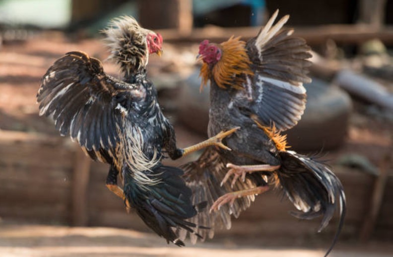 Hướng Dẫn Chi Tiết Từ A-Z: Quy Trình "Hóa Rồng" Cho Chiến Kê