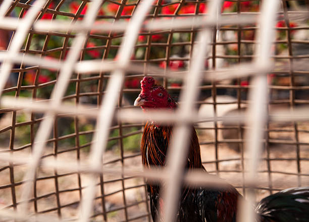 3 Lý Do Khiến Bạn "Luôn Thua" Khi Đá Gà Online