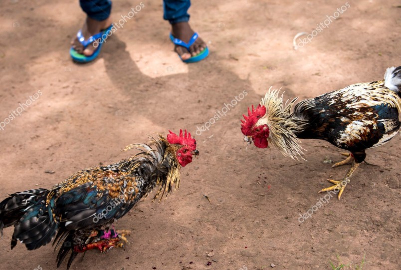 Quy trình tập luyện và vần gà nâng cao sức bền