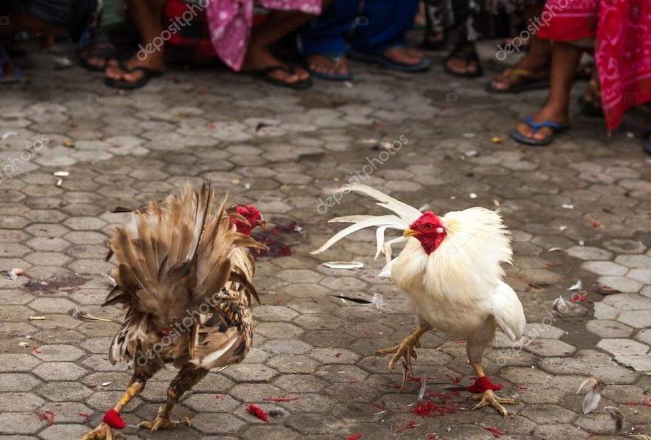 Bí Quyết Cách Nuôi Gà Đá Cựa Sắt Tới Pin, Đủ Lực, Trăm Trận Trăm Thắng