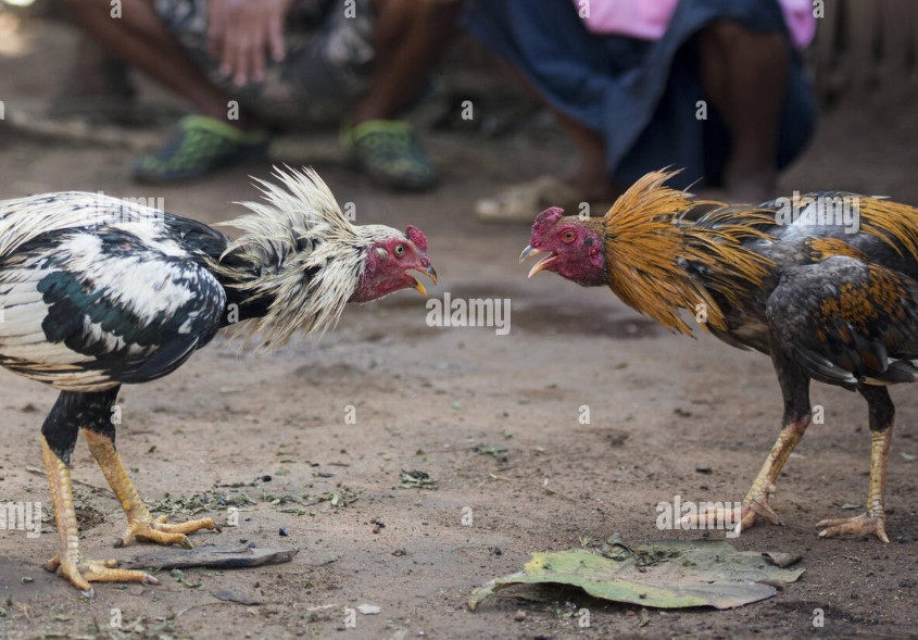 Phòng ngừa dịch bệnh và kiểm tra sức khỏe định kỳ