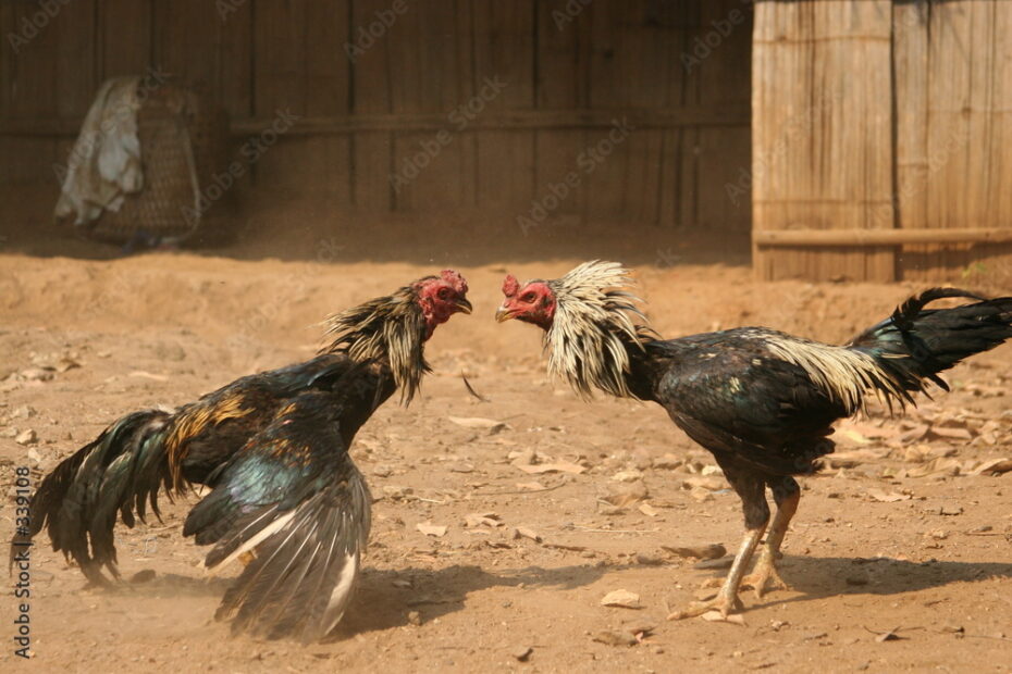 Nuôi Gà Là Khoa Học, Không Phải May Rủi