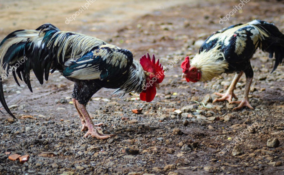 Cách vệ sinh và thiết kế chuồng trại để bảo vệ sức khỏe gà yếu